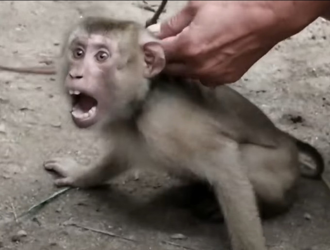 猴子被套上鐵鏈。PETA影片截圖