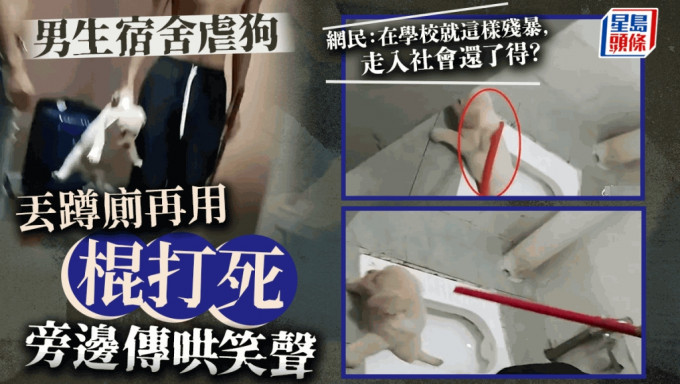 网传四川高校男生宿舍用棍打死狗。