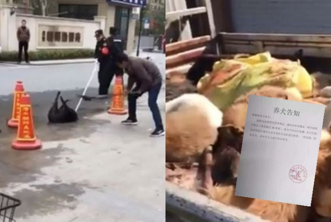 北京通州市近日網傳消息稱，禁止居民飼養體高於35公分的大型犬，限期3日內自行處置，未處理者將遭到處罰。