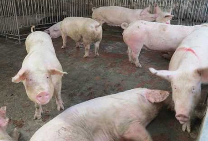 印尼農業部日前證實北蘇門答臘省爆發非洲豬瘟個案。（資料圖片）