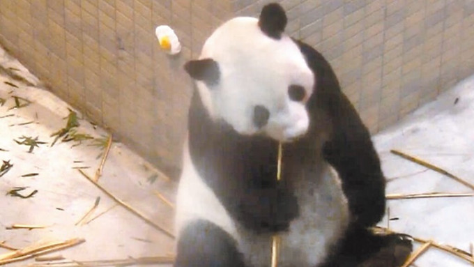 台北市立动物园指大熊猫团团目前病情持平。网上图片