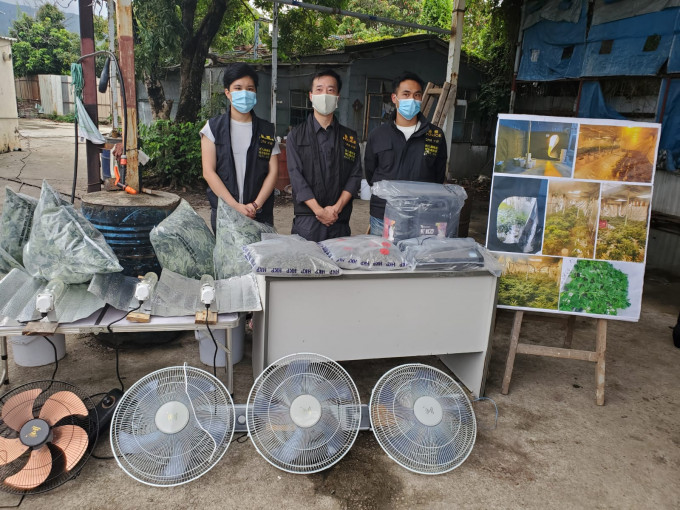 警方展示檢獲的大麻及種植工具。