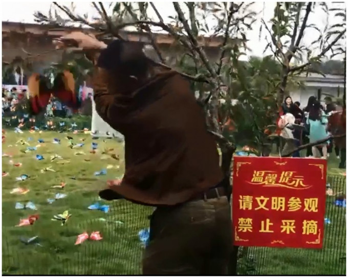 一名男子在「禁止採摘」牌子旁採摘蝴蝶展品。片段截圖