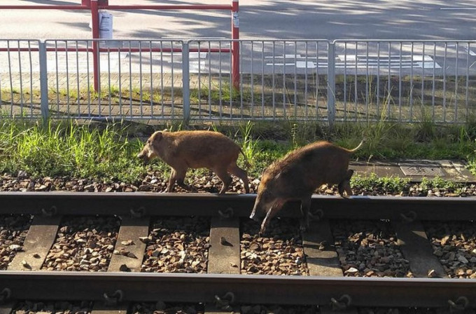 两只野猪闯入轻铁泥围站路轨。