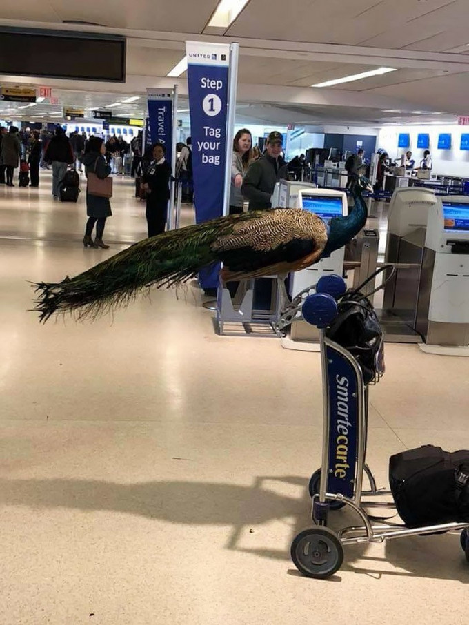 文蒂科带同宠物孔雀德克斯特同行，被遭拒登机，在机场留影。（网图）