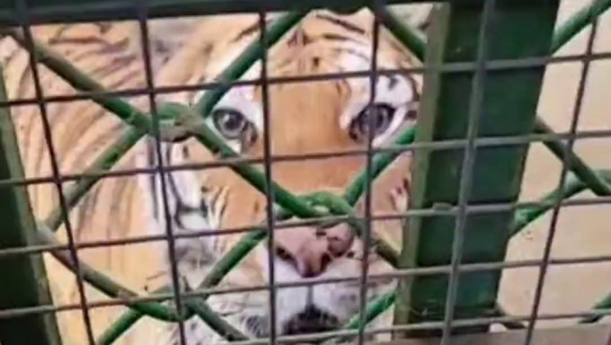 男子如厕竟发现老虎在旁窥伺。