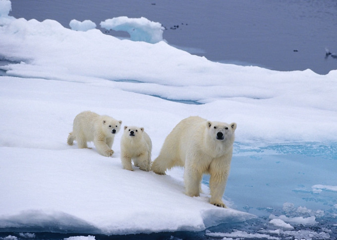 国际北极熊中心网页图片
