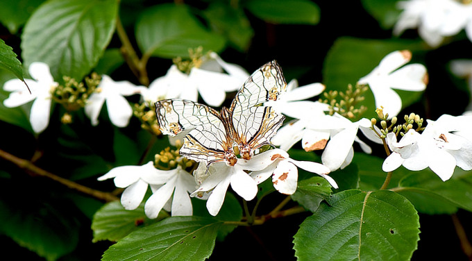 網絲蛺蝶。園方圖片