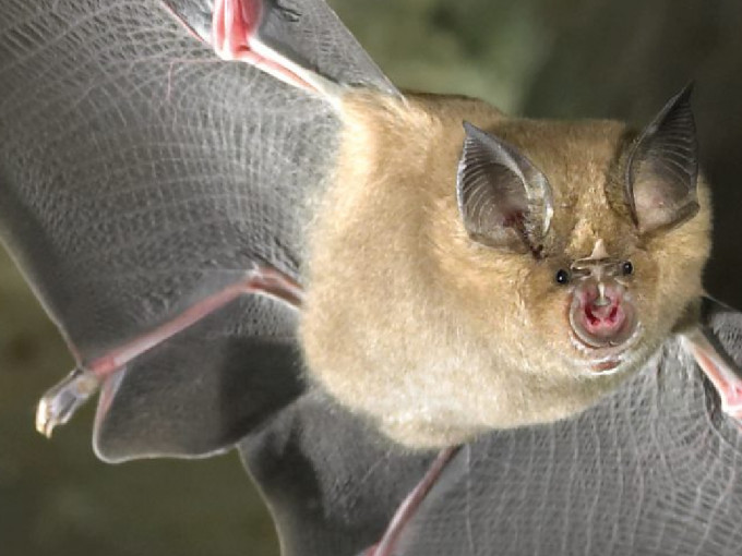 早前有科学杂志刊登研究，指老挝石灰岩洞内的蝙蝠，身上带有与新冠病毒最接近的冠状病毒。网上图片