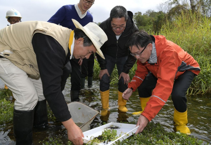 黄伟纶（右二）介绍在林村河栖息的「香港瘰螈」。