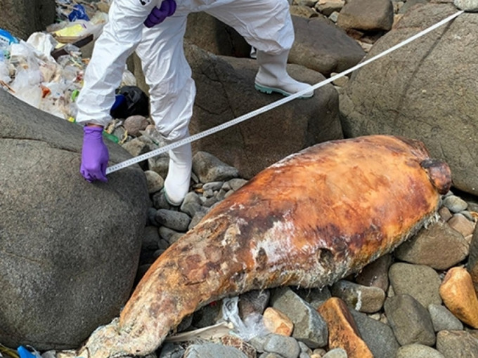 海洋公園保育基金人員檢查擱淺的中華白海豚屍體。海洋公園保育基金圖片