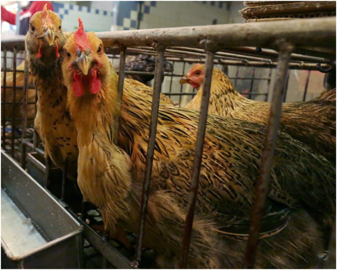 本港暂停进口美国Kandiyohi郡禽产品。资料图片