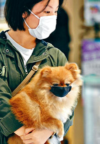 ■新冠肺炎肆虐下，市民與自己心愛的寵物也戴上口罩防疫。