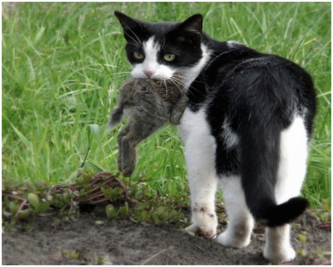 野猫靠猎取其他动物维生威胁其他生物。网图