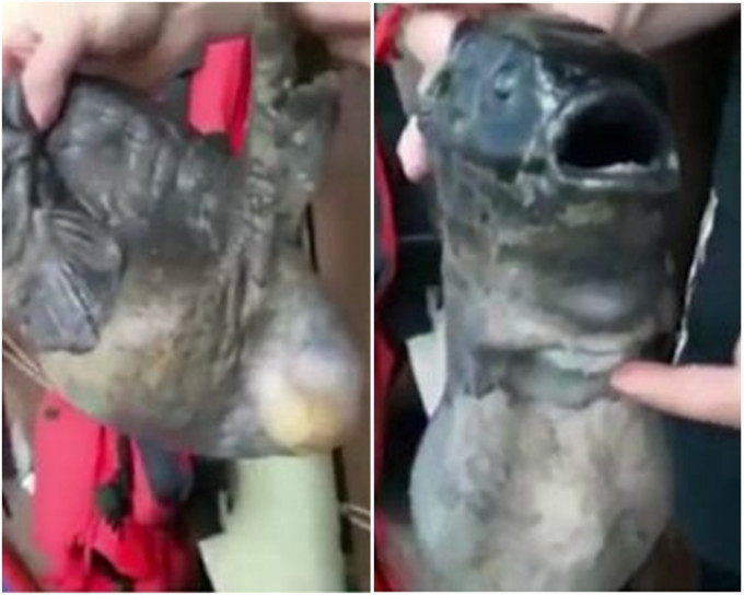 俄羅斯漁民捕到一條生有兩張嘴的魚。網上圖片