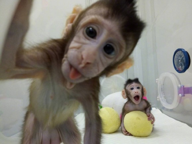 两只复制猴子被称为「中中」和「华华」。 网上图片