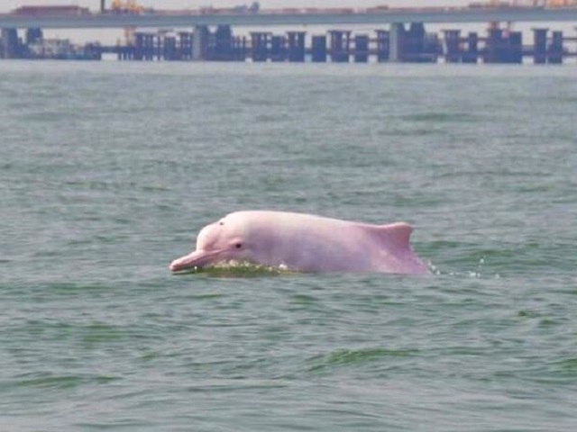 管理局公布伶仃洋水域中华白海豚平均分布数量有下跌。 资料图片