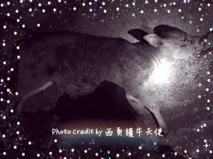 動物組織「西貢護牛天使」在Facebook分享事件並上載慘死小牛的照片。