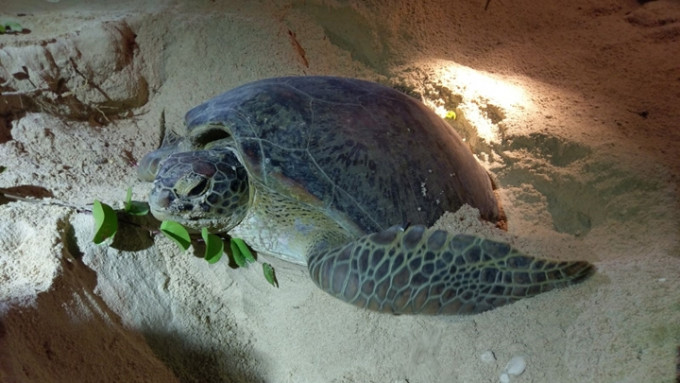 南丫島深灣不時有綠海龜上岸產卵。資料圖片