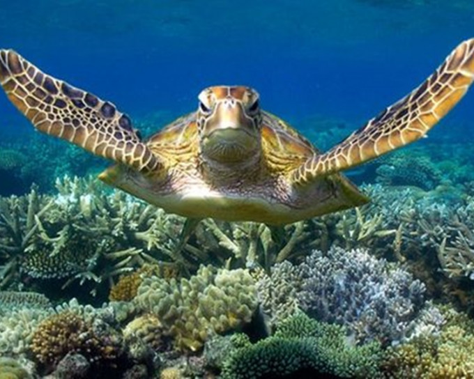 大堡礁珊瑚三分二受破坏。网上图片