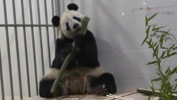 旅美大熊猫「美香」一家三口返抵中国。