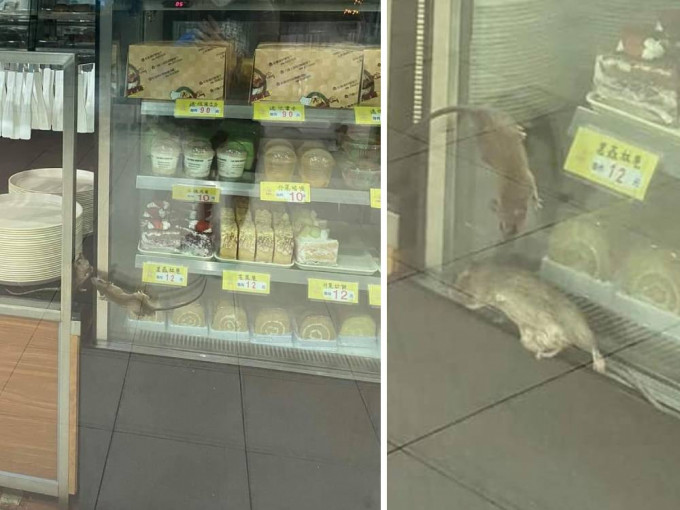 葵涌一間麵包舖淪為老鼠樂園。fb「香港突發事故報料區」圖片