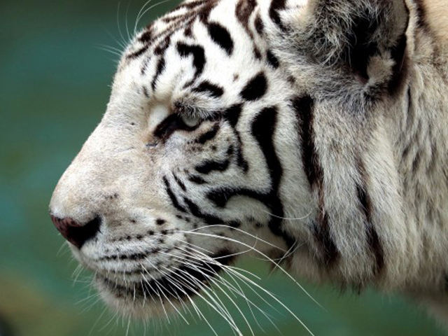 日本鹿儿岛平川动物昨日发生白老虎袭击职员事件。 网图