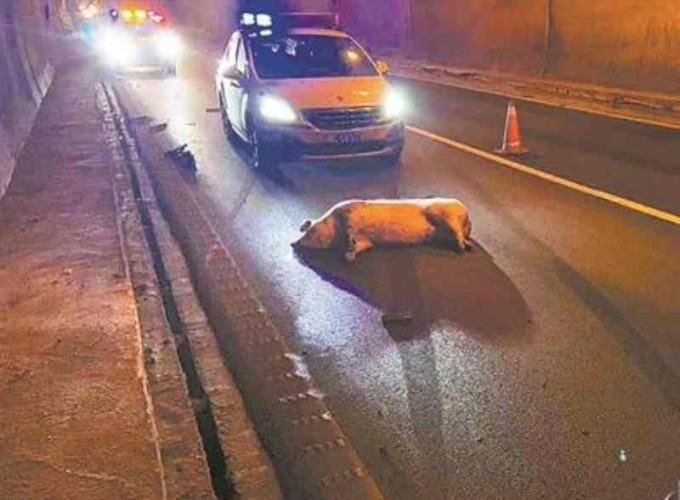 肥猪被撞死横卧在隧道内。网图