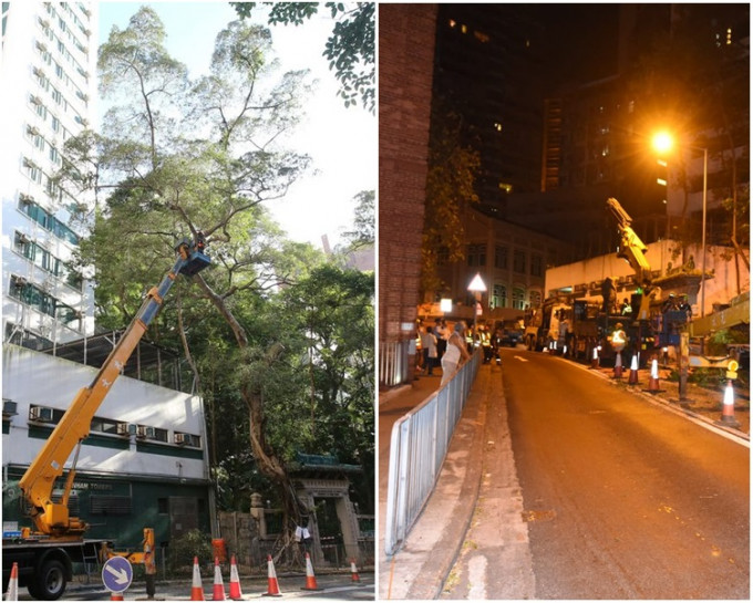 地政總署早前移除西環般咸道香港大學鄧志昂樓對出的兩棵細葉榕。資料圖片