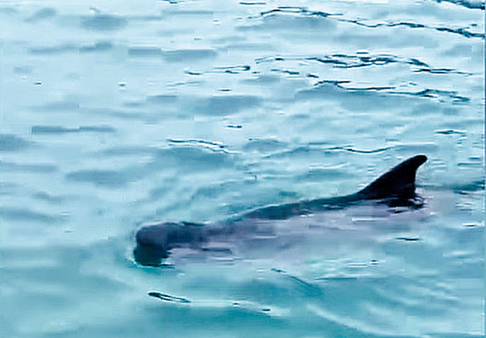 一条怀疑受伤小鲸鱼，在深水湾出没。