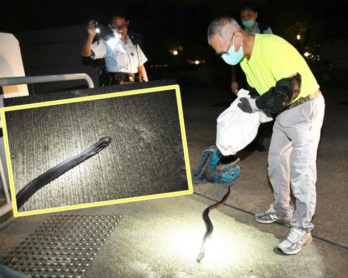 「蛇王福」抵达时发现蛇头受伤死亡，交警方处理。