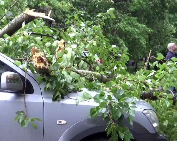 反常的风势吹倒了数百棵树木。AP