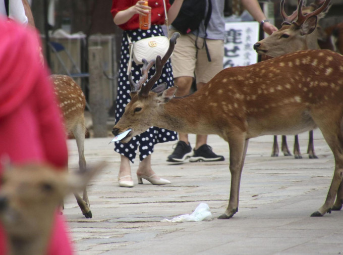奈良公园自今年3月以来，有14只鹿死亡。网图