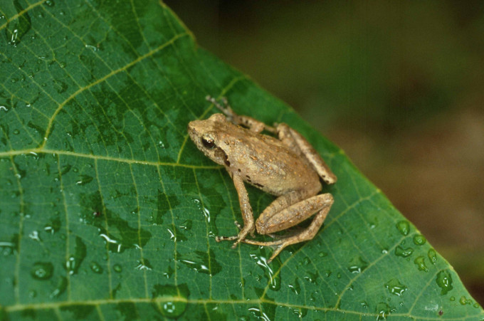 卢氏小树蛙。 WWF图