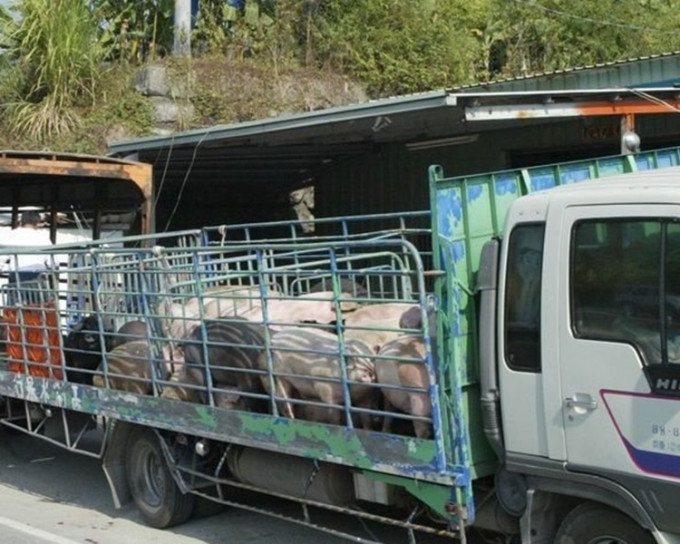 台灣運豬車將全面裝上GPS系統防非洲豬瘟。網圖
