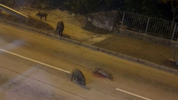 有野猪被车辆撞毙，同伴不忍离开。网民Kiddlie Hak影片截图