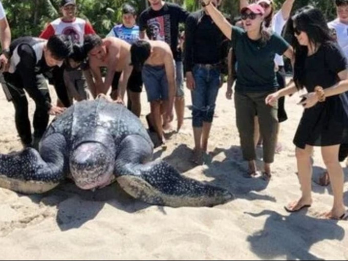 印尼中部的米纳哈萨县的海滩日前有只巨型海龟搁浅。短片截图