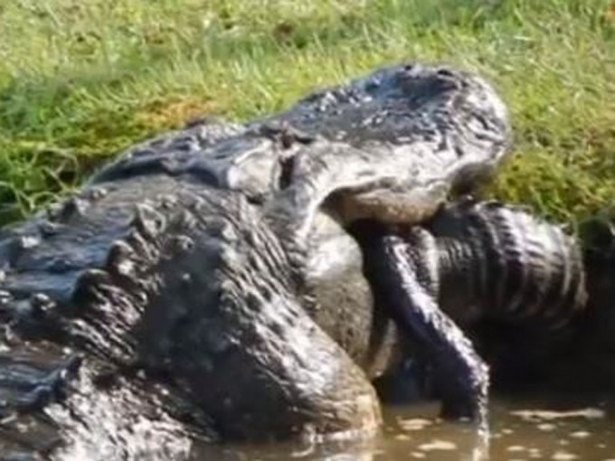 巨鱷吞食1米83同類，展現自然界的弱肉強食。