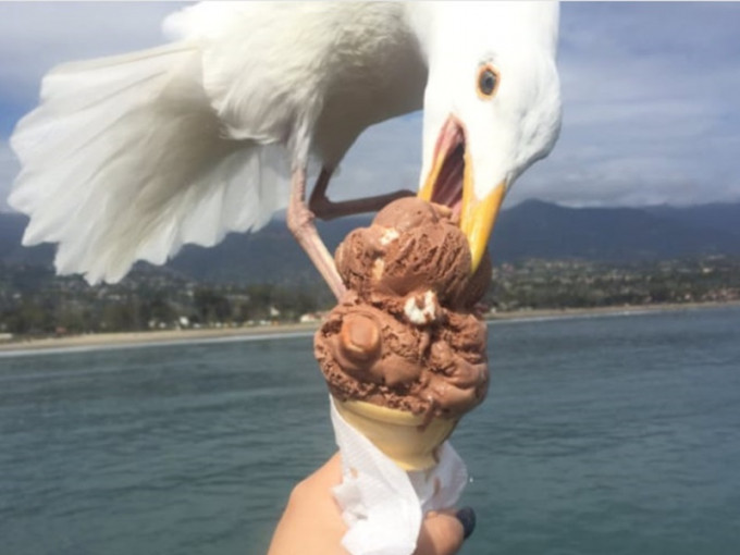 女生冷不防手中雪糕遭突然飞到的海鸥偷吃。网图