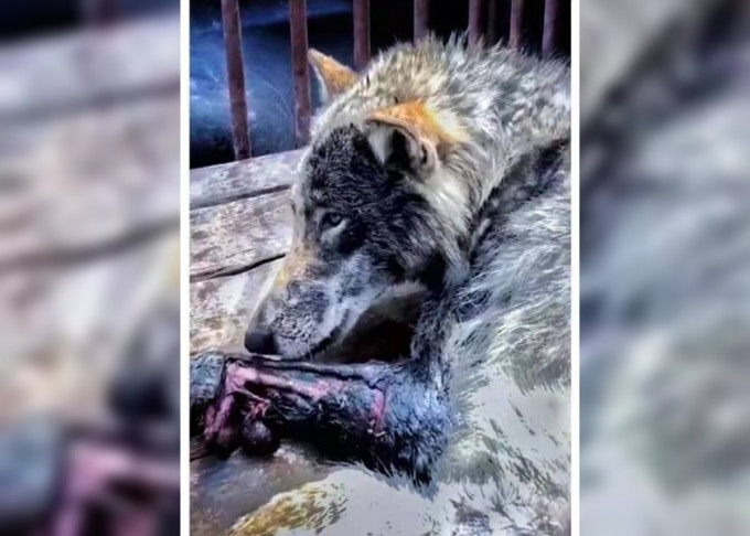 張家口林業人員日前成功捕獲一頭野生草原狼。網圖