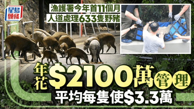 漁護署每年用2,100萬元管理野豬 今年人道處理633隻 平均每隻花費3.3萬元