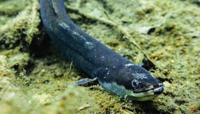 欧洲鳗鱼多年来一直受《濒危野生动植物种国际贸易公约》保护。网上图片
