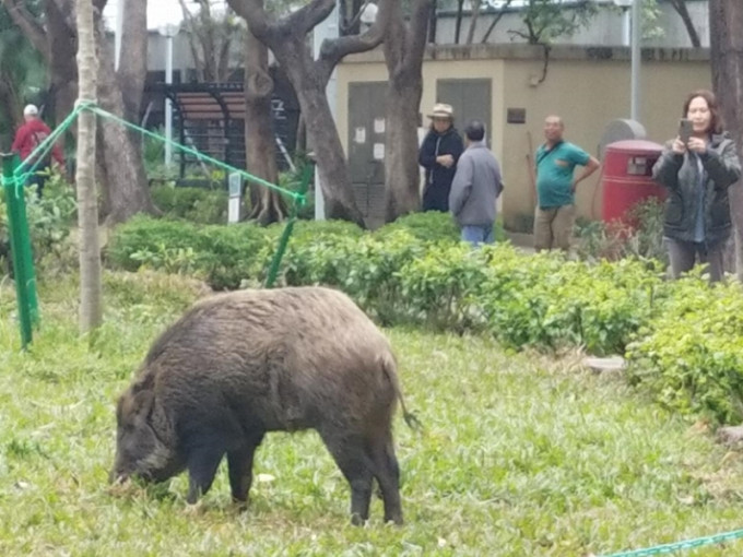 近年不时有野猪闯入市区觅食。资料图片