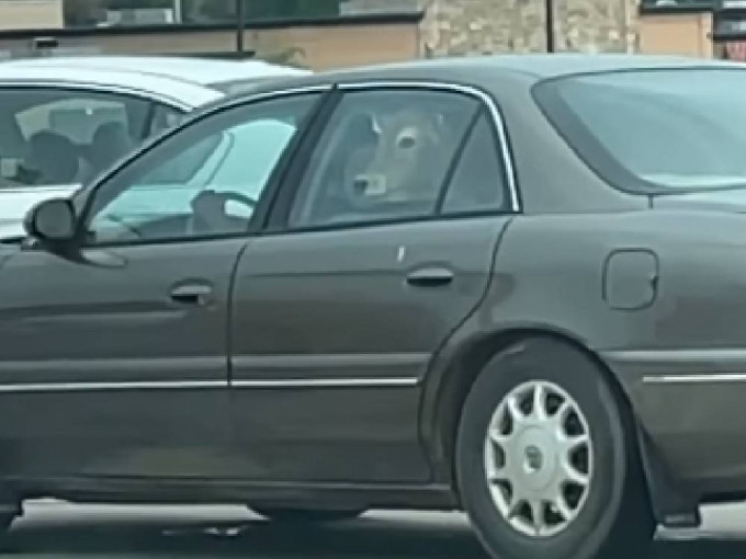 美国有一名女子驾车买外卖时，发现前方的私家车后座载有一只牛。网上片段截图