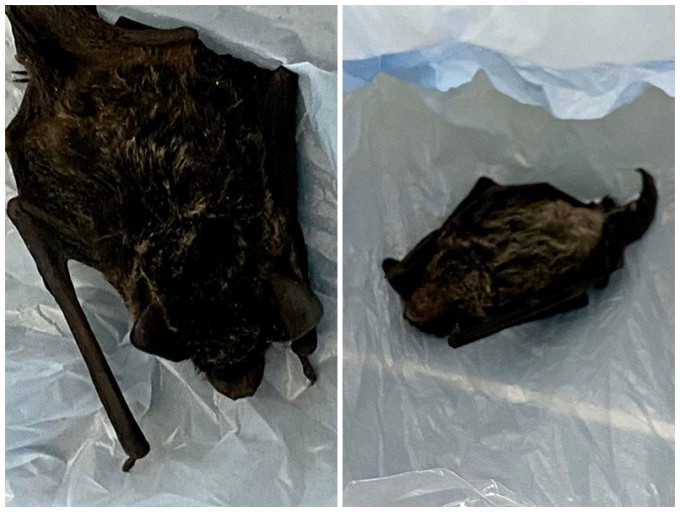 蝙蝠被打死。网民Mew Tsang图片