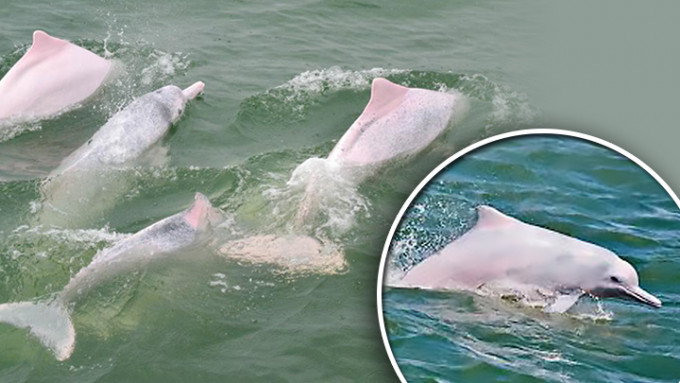 渔护署最新的中华白海豚监察报告显示，去年本港水域有40条中华白海豚出没。资料图片