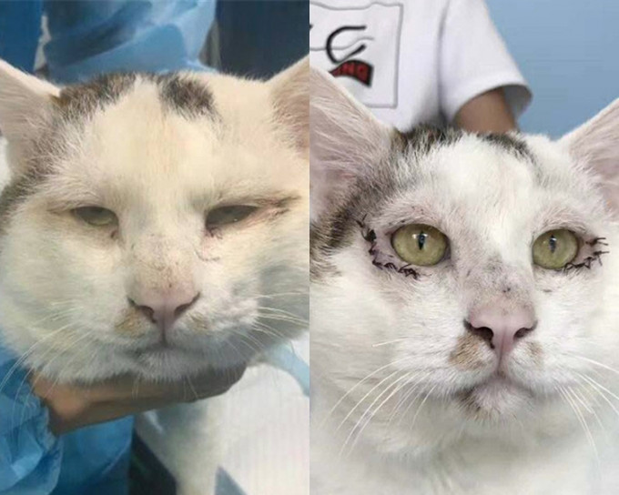 猫咪因眼睑内翻变成了单眼皮。网上图片