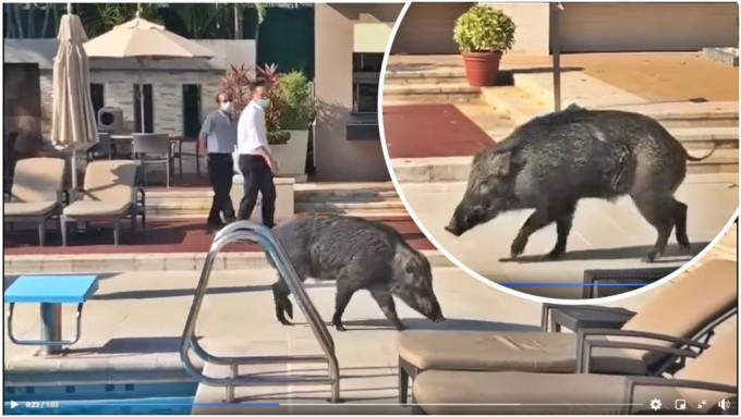野猪在泳池旁边徘徊。短片截图