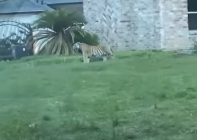 德州休斯敦一處住宅區日前有老虎出沒。影片截圖