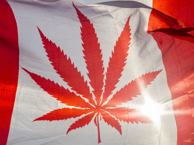 加拿大参议院大比数通过大麻合法化。（网图）